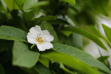 Common medlar flower