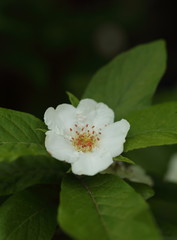 Common medlar flower