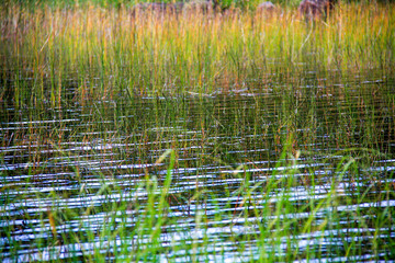 Fototapeta na wymiar Reeds on the lake in Karelia