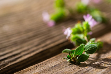 fresh oregano flowers, leaves on old wooden table, macro