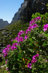 Pelargoniums on the slopes of Table Mountain, Cape Town, South Africa