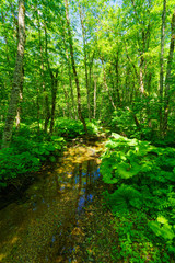 A stream near in Lake Biograd