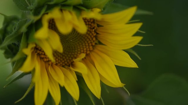  Sunflower with bee macro photo