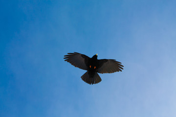 bird flying over