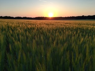 Fototapeta na wymiar Feld Sonnenuntergang