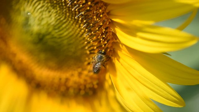  Sunflower with bee macro photo