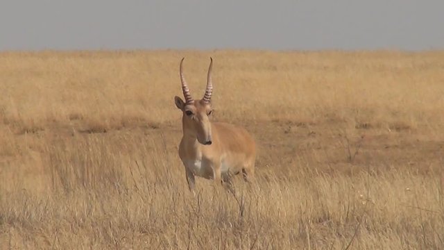 Kalmykia. Saigas. Steppe.