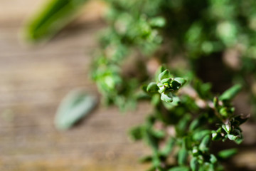 creeping thyme spice fresh leaves on old wooden table