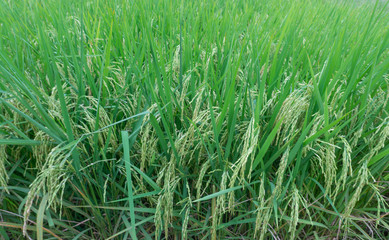Rice spike in rice field.Closeup young spike ear of rice growing in paddy green field,good food,Carbohydrate