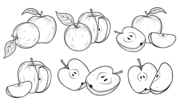 Set of apples. Black and white hand drawn vector illustration. Sketches and engravings apples composition.