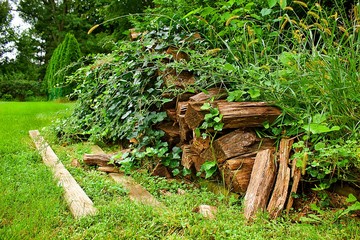 Fototapeta premium Tangled