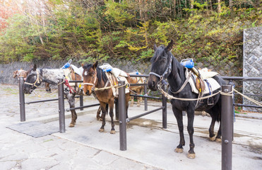 Horse resting in corral while they wait for tourists riding them at Fuji volcano attractions Japan