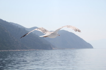 Fototapeta premium Чайка