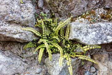 Maidenhair Spleenwort, (Asplenium trichomanes), growing in an ancient Roman wall, York, England, UK.