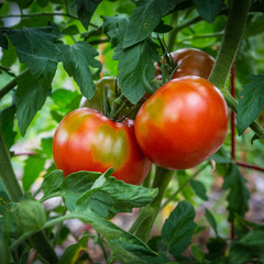 Tomatoes in a garden in Wisconsin