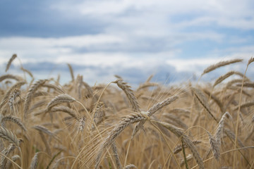 Field of wheat