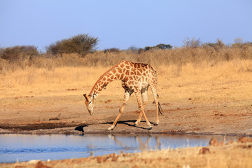 The giraffe,  South African giraffe or Cape giraffe (Giraffa camelopardalis giraffa) drinking from the waterhole
