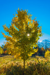 A ray of sunshine through an autumn tree
