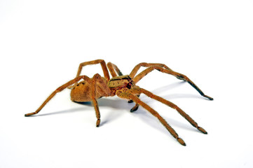 tropische Jagdspinne / Männchen (Cupiennius salei) - tiger wandering spider