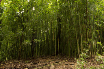 Bamboo forest in Maui Hawaii