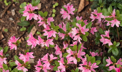 Flowers of flowered Azalea