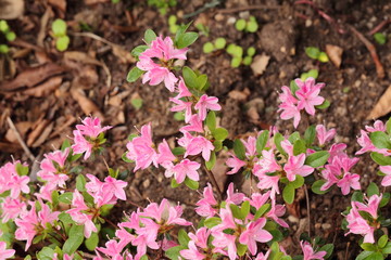 Azaleas love to stay outdoors