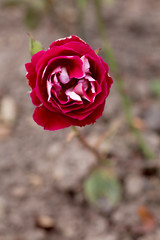 Rosenblüte Lollipop