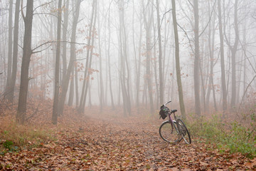 Stary rower w lesie