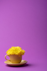 Yellow mums fill yellow cup and saucer on a magenta background.