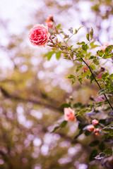 Im Rosengarten