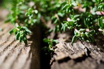 creeping thyme spice fresh leaves on old wooden table