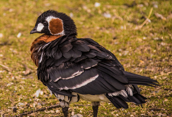 Egyptian duck