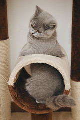 Jeune Chaton Race British Shorthair Yeux Jaune Orange Se Cachant Dans Une Caisse En Carton Wall Mural Mariesacha Jeune Chaton Race British Shorthair Yeux Jaune Orange Se Cachant Dans Une Caisse En Carton Wall Mural Mariesacha