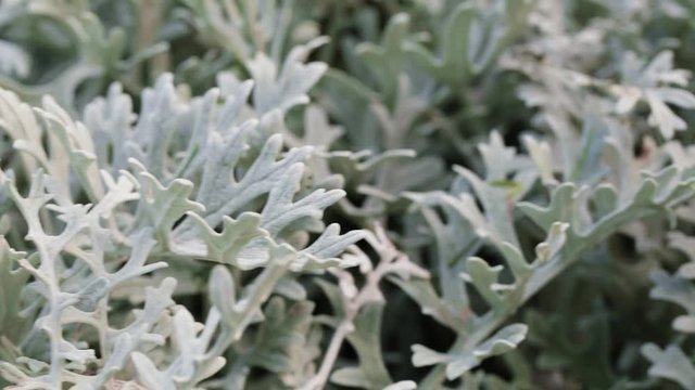 Closeup dolly shot of Artemisia arborescens, also known as tree wormwood.