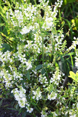White flowers out of focus.