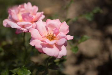 Zarte Rosen in rosa