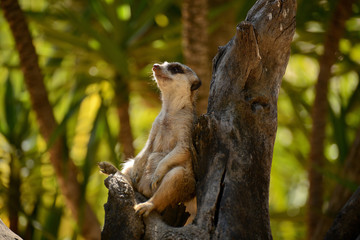 meerkat sitting on a branch in a funny pose, zoo - Powered by Adobe