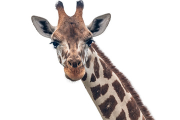 giraffe closeup white