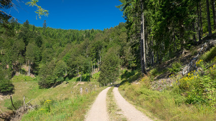 Fototapeta na wymiar Paysage typique de Forêt-Noire dans le Bade-Wurtemberg en Allemagne. Sentier forestier et chemin de randonnée autour du village de Fröhnd