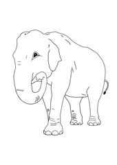 The elephant on the isolated background