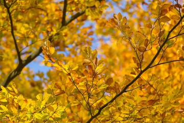 Beautiful golden beech leaves background