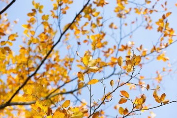 Beautiful golden beech leaves background