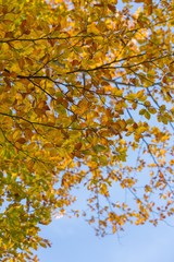 Beautiful golden beech leaves background