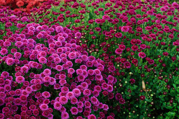 Obraz premium Small flowers of purple chrysanthemum