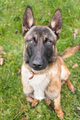 Belgian Shepherd puppy, foxy with black Malinois