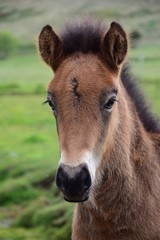 Obraz premium Portrait of a pretty Icelandic foal. Bay.
