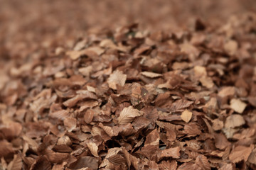 background of dry leaves