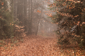 Path in autumn forest