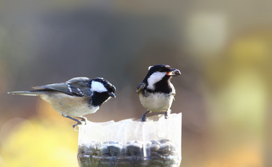 Competition among coal Tit for food. Two birds sit on one feeder...