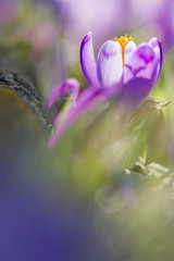Amazing sunlight on spring flower crocus. View of magic blooming spring flowers crocus growing in wildlife. Majestic sunbeams on spring flower crocus